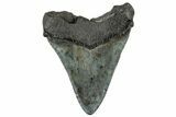 Fossil Megalodon Tooth - South Carolina #325745-1